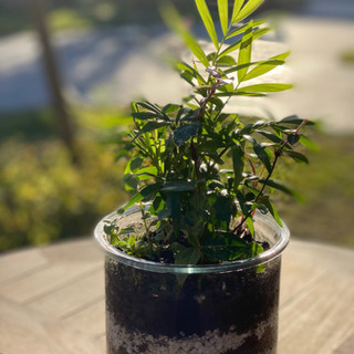プロから学ぶ寄せ植え教室