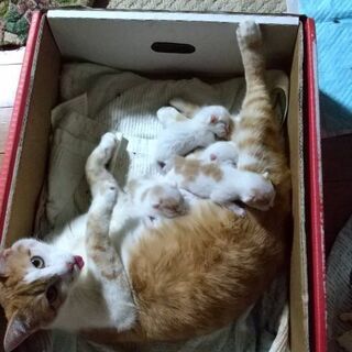 実家で茶トラの子猫が産まれました