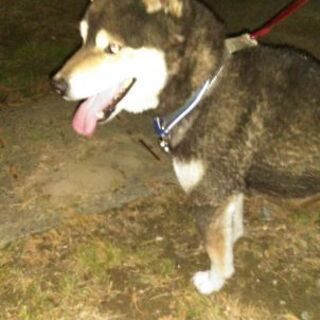 保護犬
