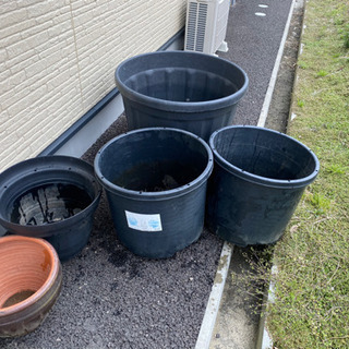 大きめの鉢