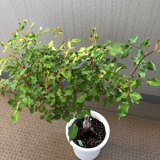 香りの良いコンパクトなバラ3種です。蕾がたくさんついています。