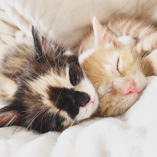 レスキュー　片目のかわいい子猫たち特集！ - 沼津市