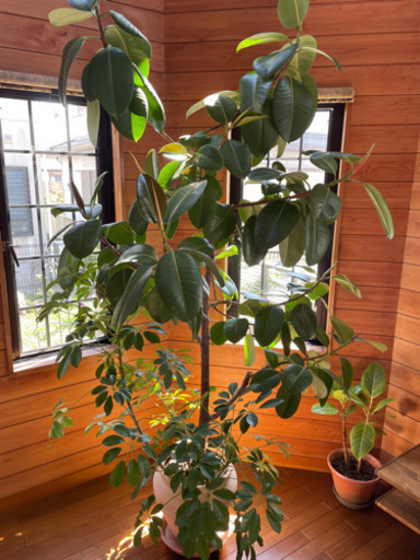 観葉植物　大　ゴムの木　カポック　業務　店舗