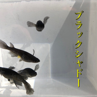 《めだかの美空荘》ブラックシャドーの有精卵　30個＋α