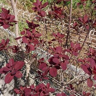 商談中【植物】スモークツリー(煙の木)シンボルツリー、カラーリーフの画像