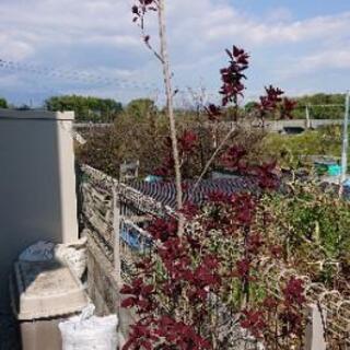 商談中【植物】スモークツリー(煙の木)シンボルツリー、カラーリーフの画像