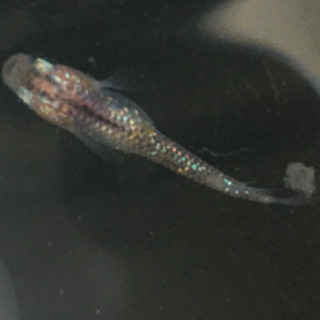 メダカ　オーロララメ　成魚5匹　レッドラムズホーン付き