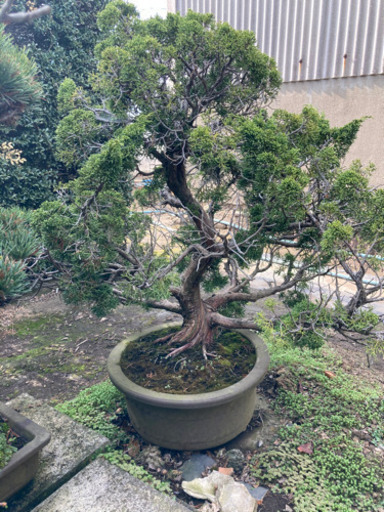 盆栽