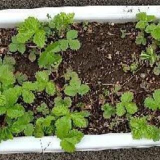 たくさん殖える ワイルドストロベリー プランターごと②