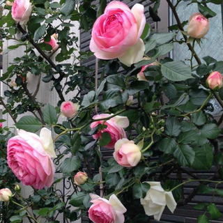 ピエール ドゥ ロンサール（つる薔薇)  ２株