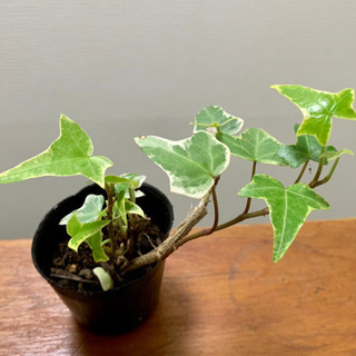 アイビー  へデラ  班入り  観葉植物 植物苗