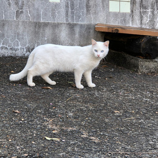 白猫の里親になっていただけませんか？