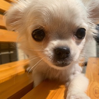 2ヶ月チワワ女の子里親募集中　投稿文を確認の上お問い合わせください - 犬