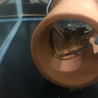ペット 淡水 手長エビ