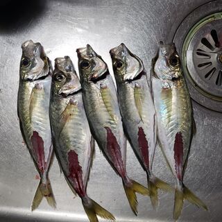 釣り仲間募集
