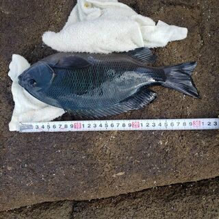 釣り仲間募集 - 佐世保市