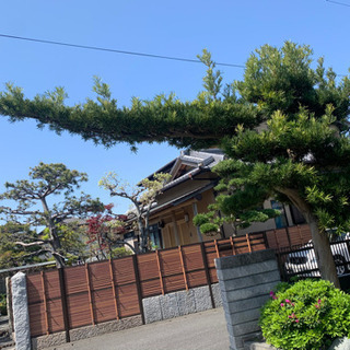 植木