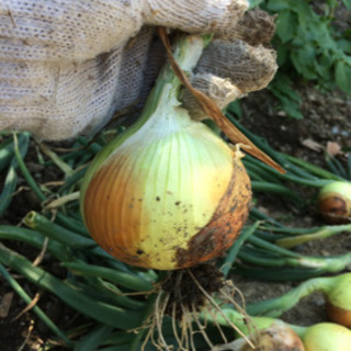 玉ねぎ、食品無料！　もらってください😊！無料フードパントリー　 ...