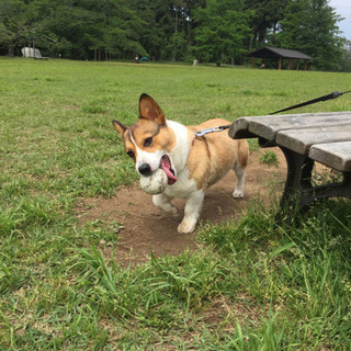 犬友🐕