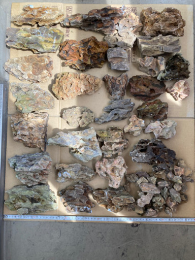 アクアリウム引退品