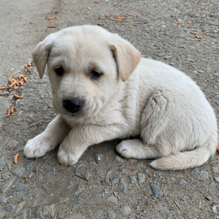仔犬1匹
