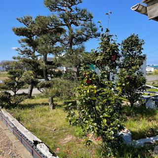 無料  庭木の画像