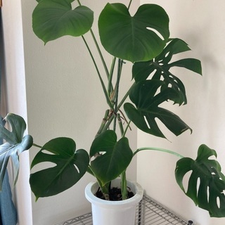 モンステラ  観葉植物