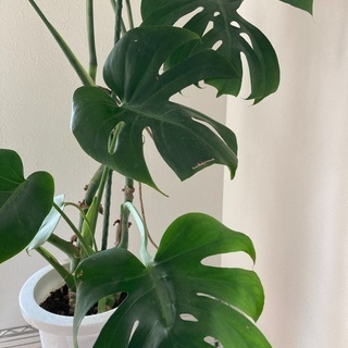 モンステラ  観葉植物の画像