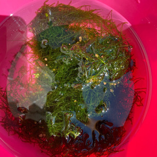 ウィローモス 安く分けます！  水草、熱帯魚 今週末(4/18)...