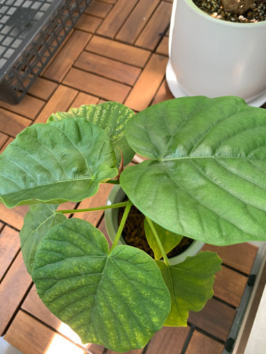 ☆大人気観葉植物☆ウンベラータ