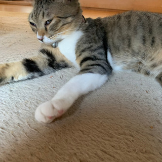 仮名　保護猫アリーナ　片目でも普通に生活出来ますトライアル中