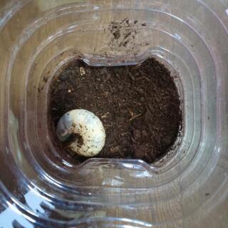 カブトムシ幼虫  １匹300円