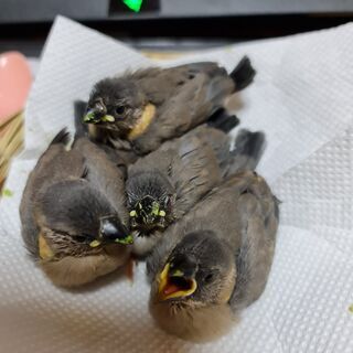 桜文鳥の雛 里親募集