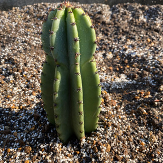 柱サボテン🌵トゲ有り③