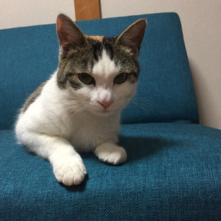 11ヶ月三毛猫さんのミケコ