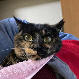 保護猫　女の子　里親募集