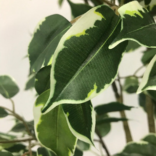 【観葉植物】造花　フェイクグリーン　約170cmの画像