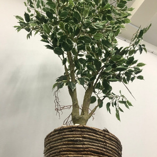 【観葉植物】造花　フェイクグリーン　約170cmの画像