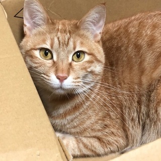 (トライアル中)茶トラの男の子。家族に迎えて下さる方を探しています。