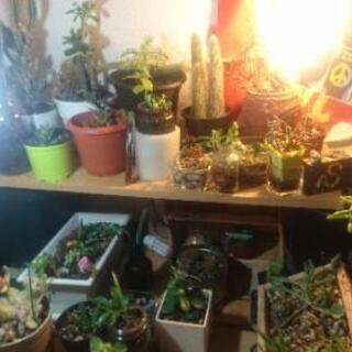 多肉　サボテン　観葉植物