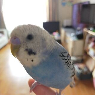 セキセイインコを探してます
