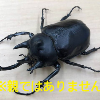 レックスゾウカブト幼虫(旧名アクティオンゾウカブト)