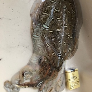 初心者向け釣り教室の画像