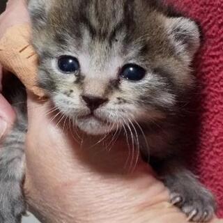 子猫の里親募集