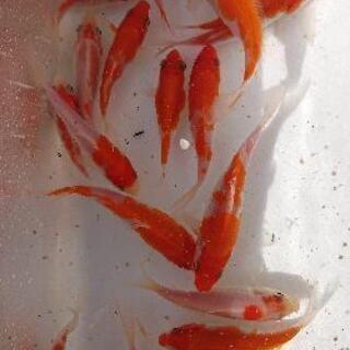 【錦鯉】稚魚☆紅白柄(無選別)5匹