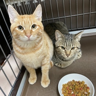 もう少しで2歳0ヶ月♂茶トラ&キジトラ兄弟猫