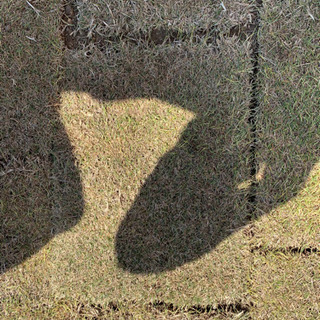 高麗芝0.26m×0.35m