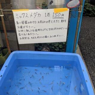 元住吉　木月めだか無人販売(土日販売)　改良メダカ、ヌマエビ、日本淡水魚　6/11(水曜日）更新 - ペット