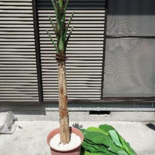 観葉植物　バナナツリー　バナナの木　フェイク　フェイクグリーン　造花　南国　アジアンの画像