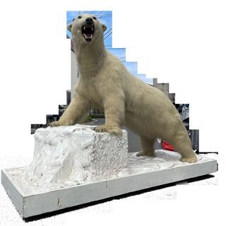 しろくま　剥製 白熊の剥製 全長240cm×高さ170cm×幅110cm インテリア 置物 本物の剥製です